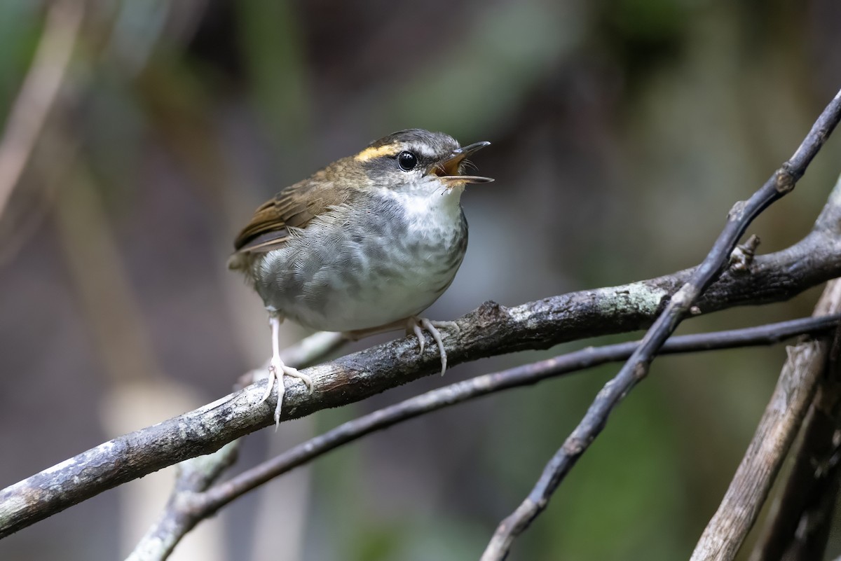 Bornean Stubtail - ML639800476