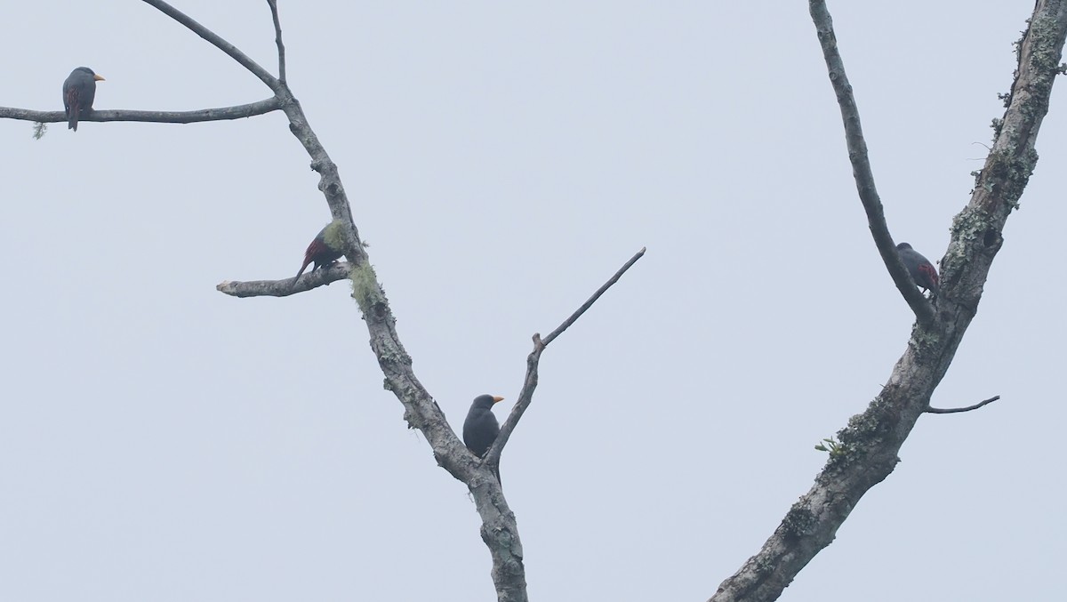Finch-billed Myna - ML639800477