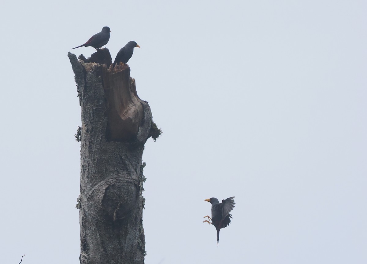 Finch-billed Myna - ML639800482