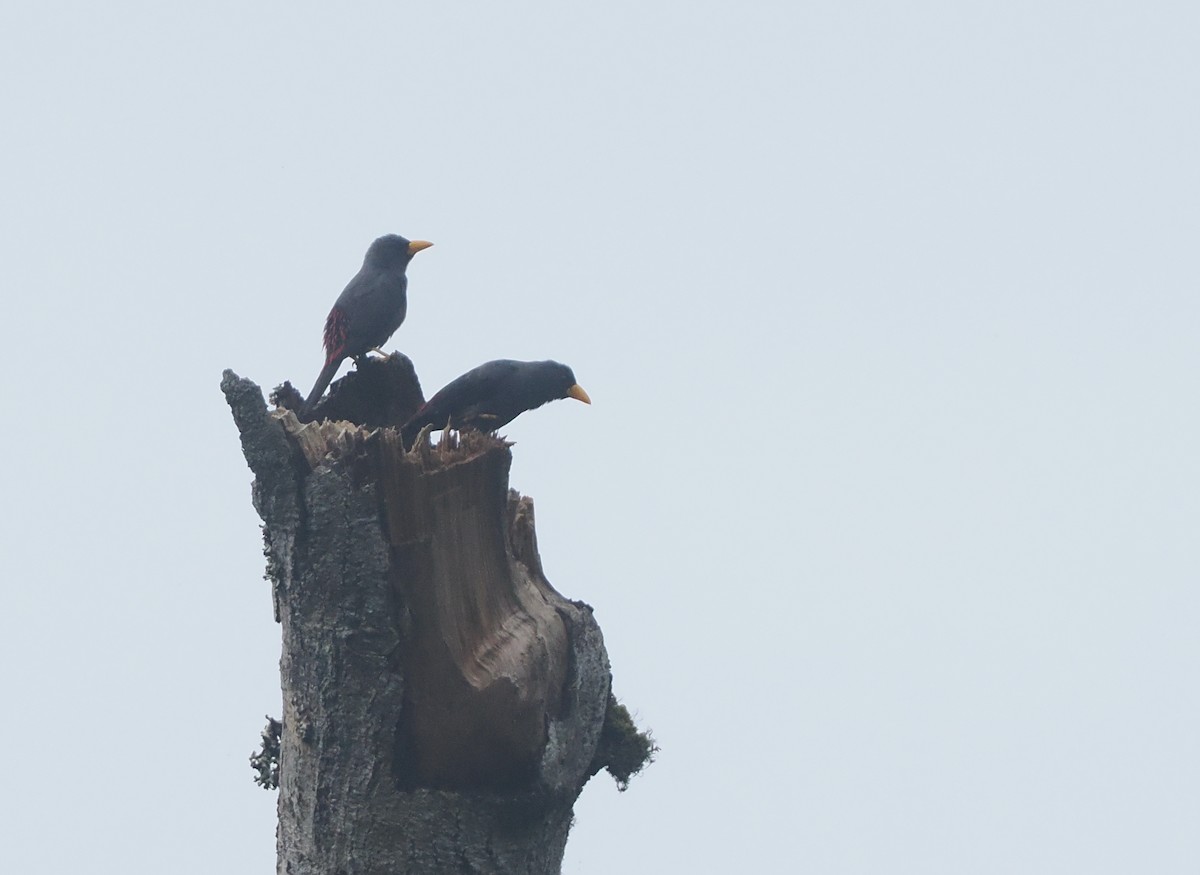 Finch-billed Myna - ML639800506