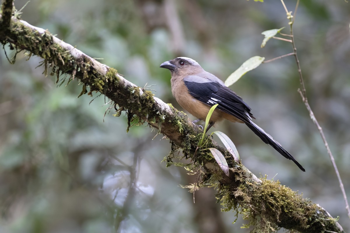 Bornean Treepie - ML639800511