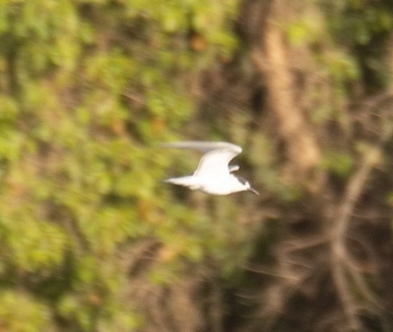 Whiskered Tern - ML639800546