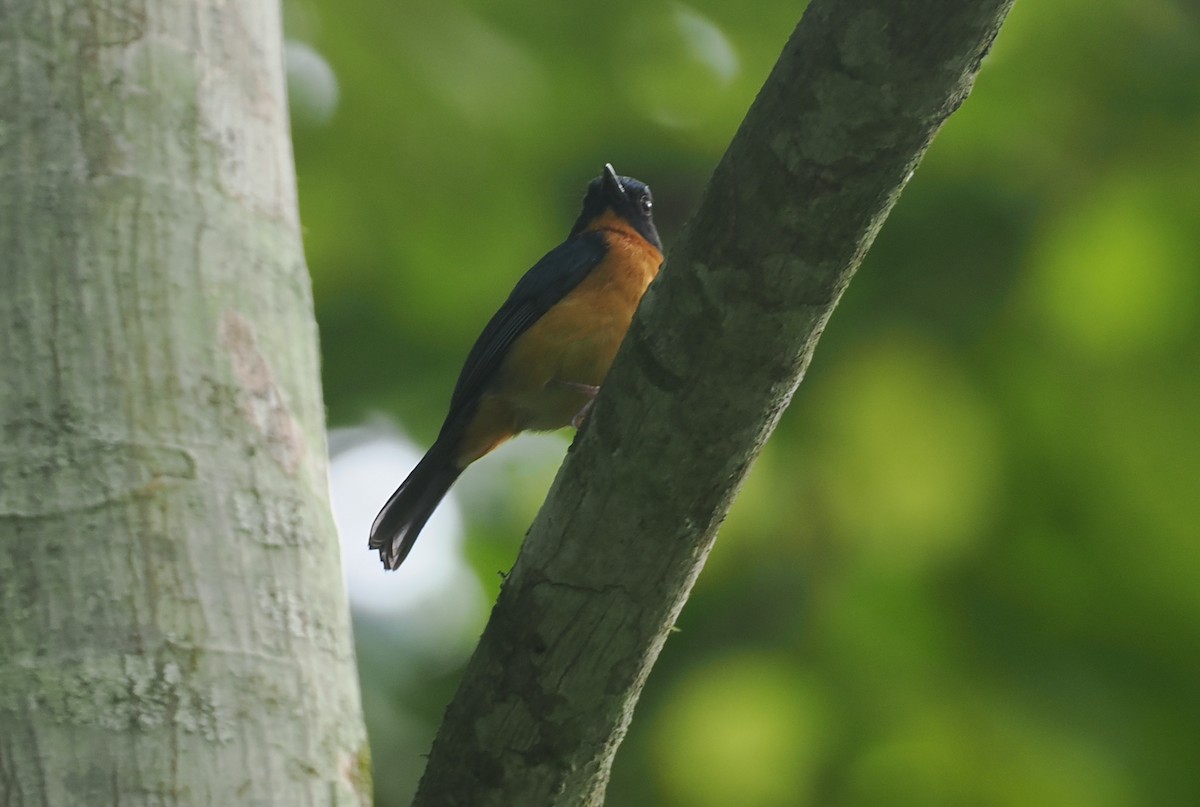 Sulawesiblauschnäpper (omissus-Gruppe) - ML639800636