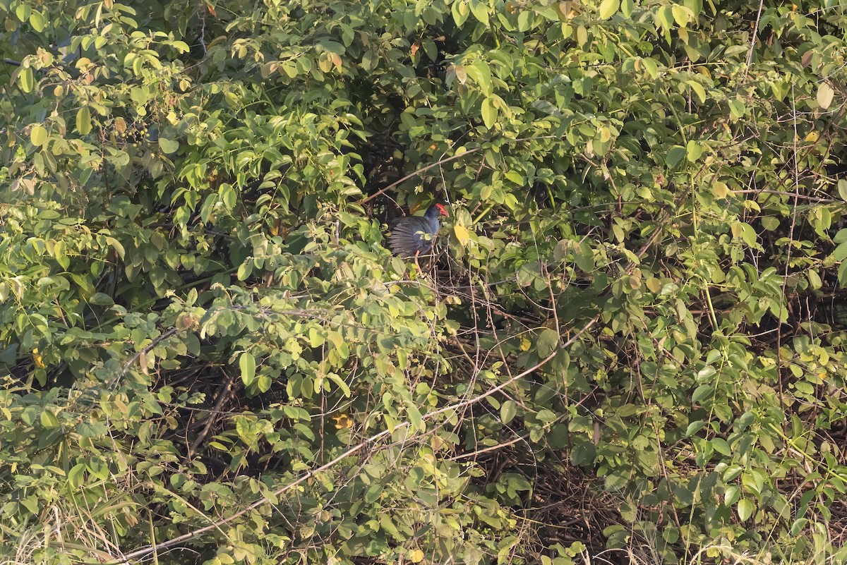 Black-backed Swamphen - ML639800643