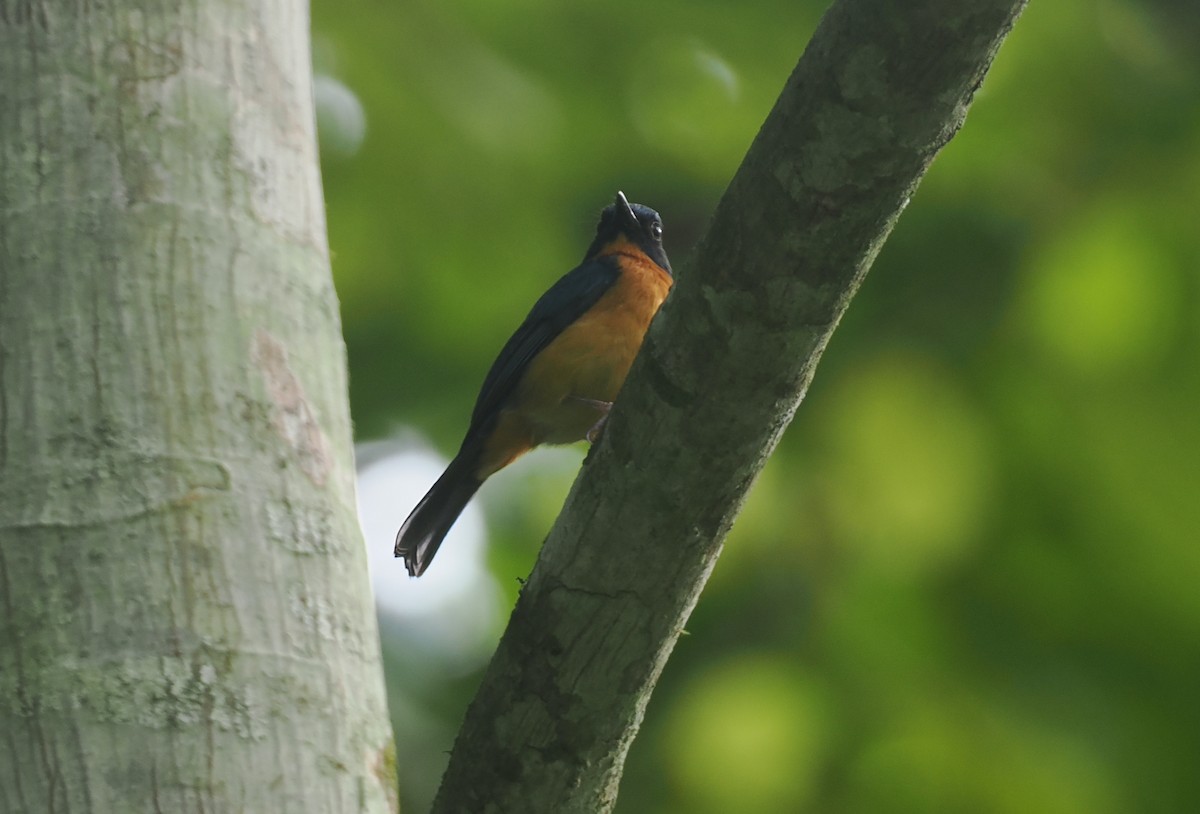 Sulawesiblauschnäpper (omissus-Gruppe) - ML639800644