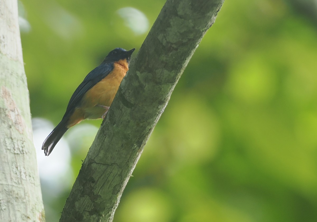 Sulawesiblauschnäpper (omissus-Gruppe) - ML639800657