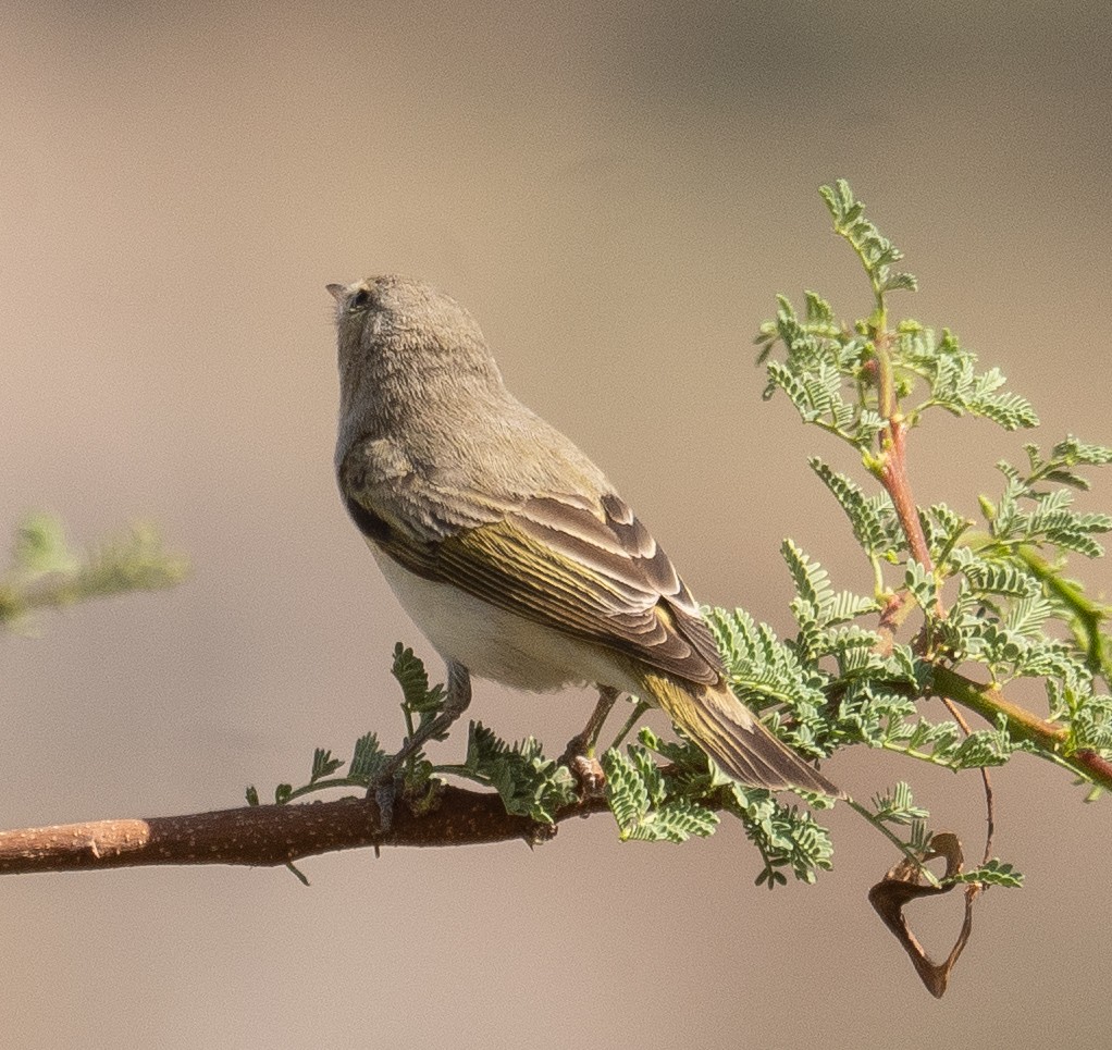 Eastern Bonelli's Warbler - ML639800672