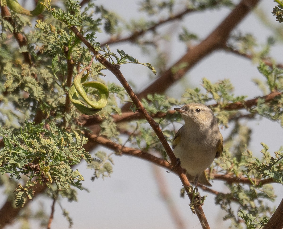 Eastern Bonelli's Warbler - ML639800673