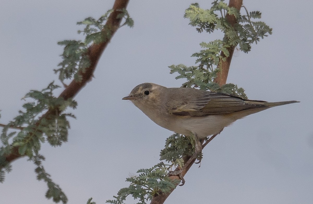 Eastern Bonelli's Warbler - ML639800674