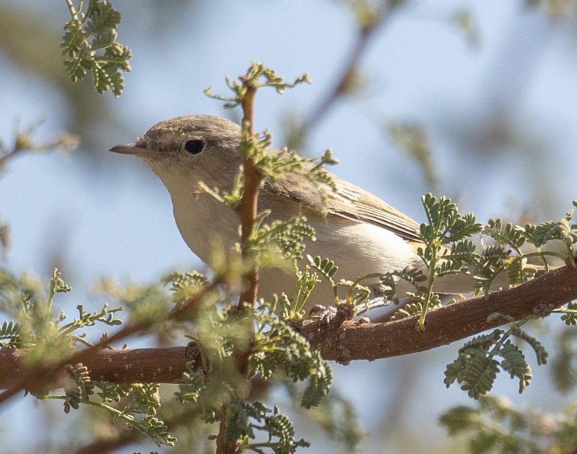 Eastern Bonelli's Warbler - ML639800675