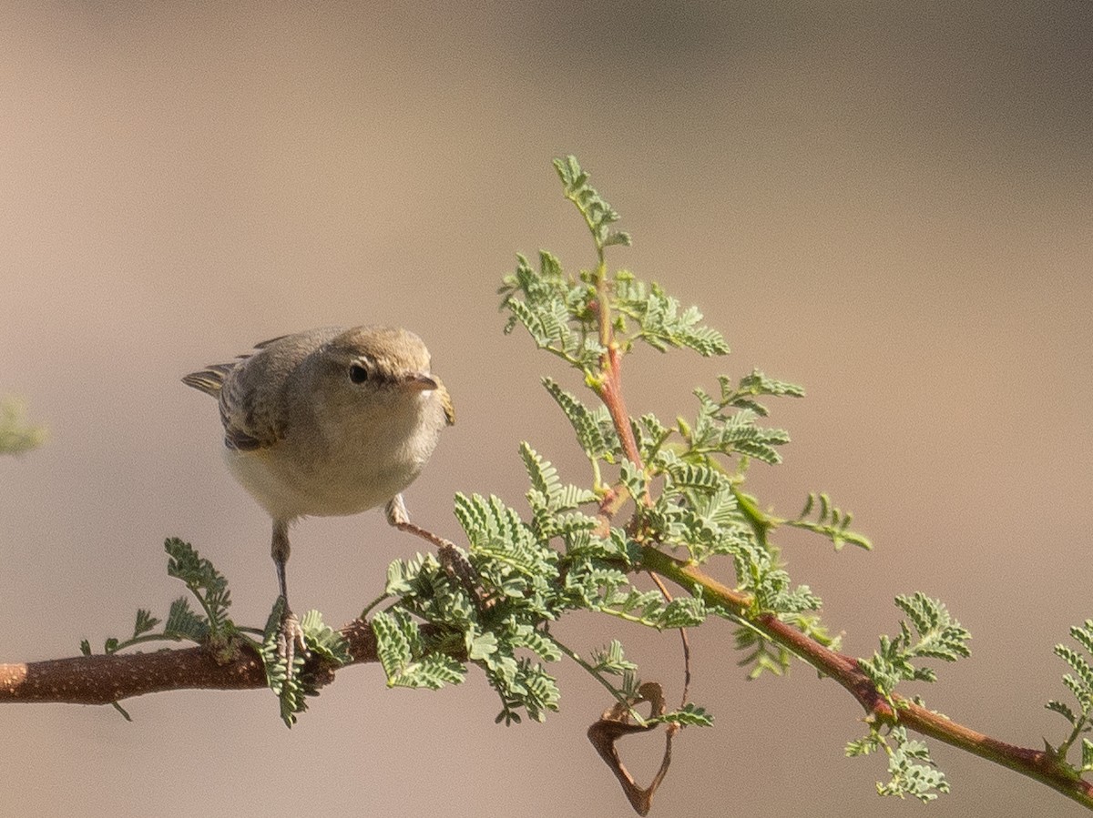 Eastern Bonelli's Warbler - ML639800676