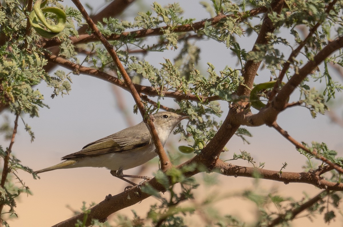 Eastern Bonelli's Warbler - ML639800677