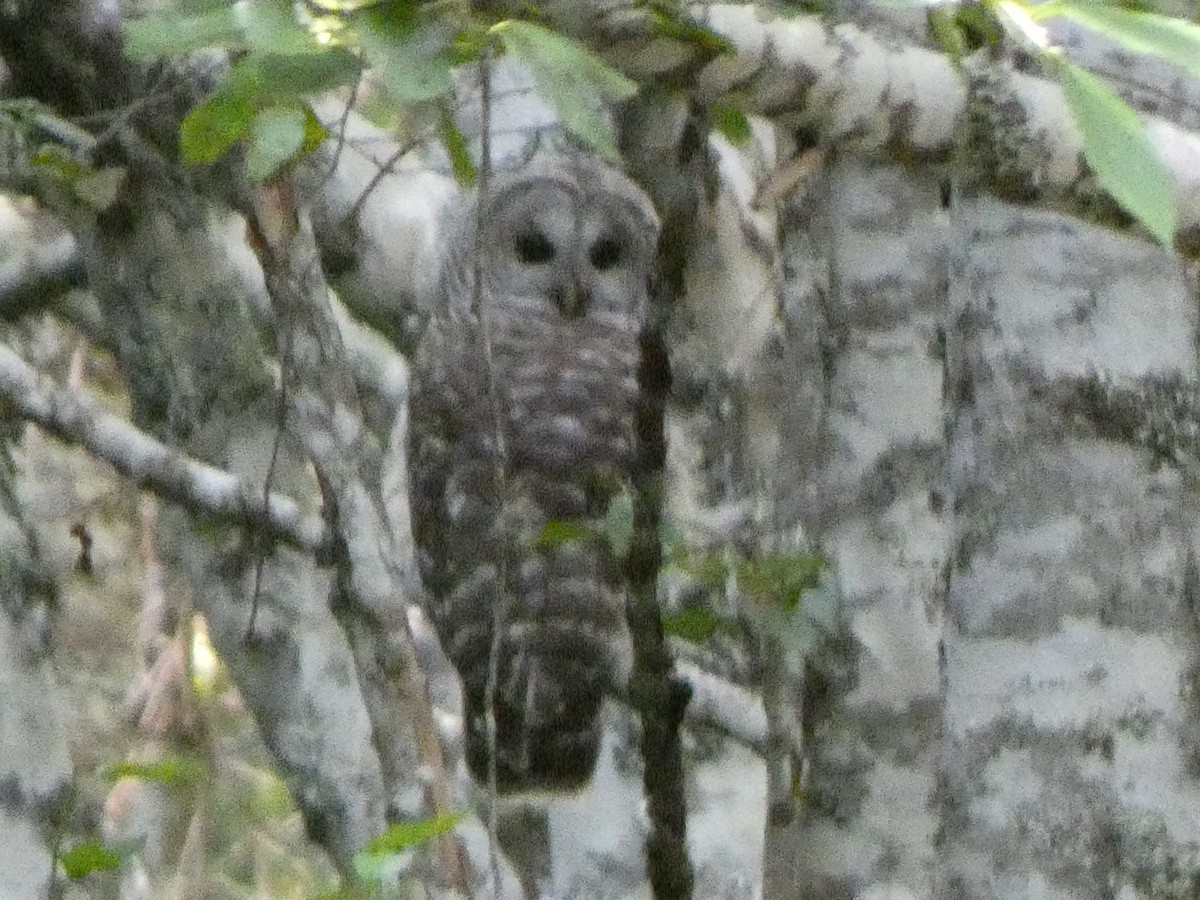 Barred Owl - ML639800678