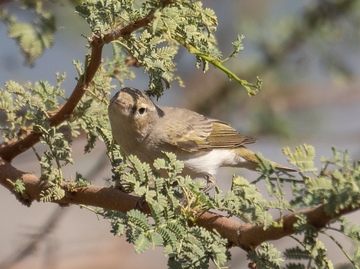Eastern Bonelli's Warbler - ML639800681