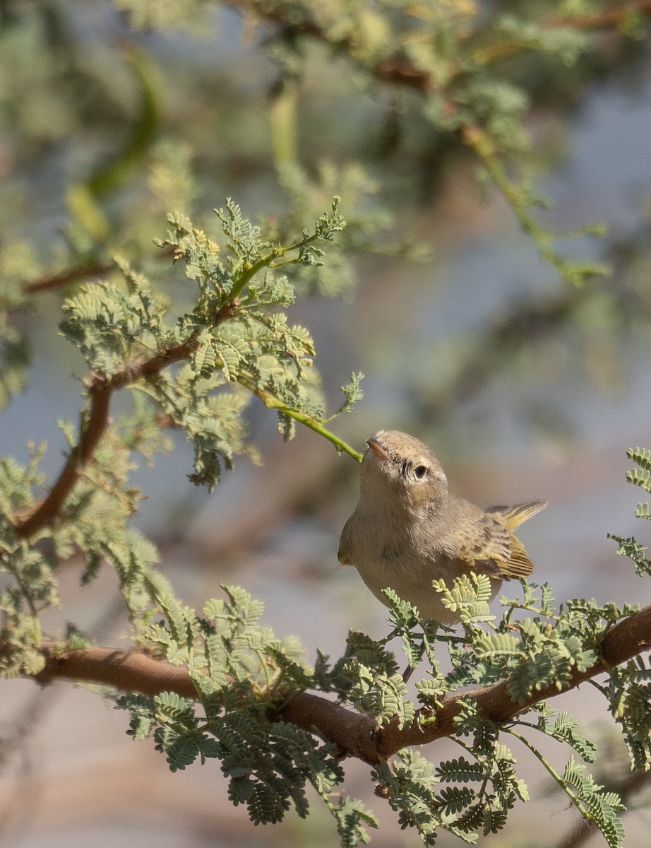 Eastern Bonelli's Warbler - ML639800682