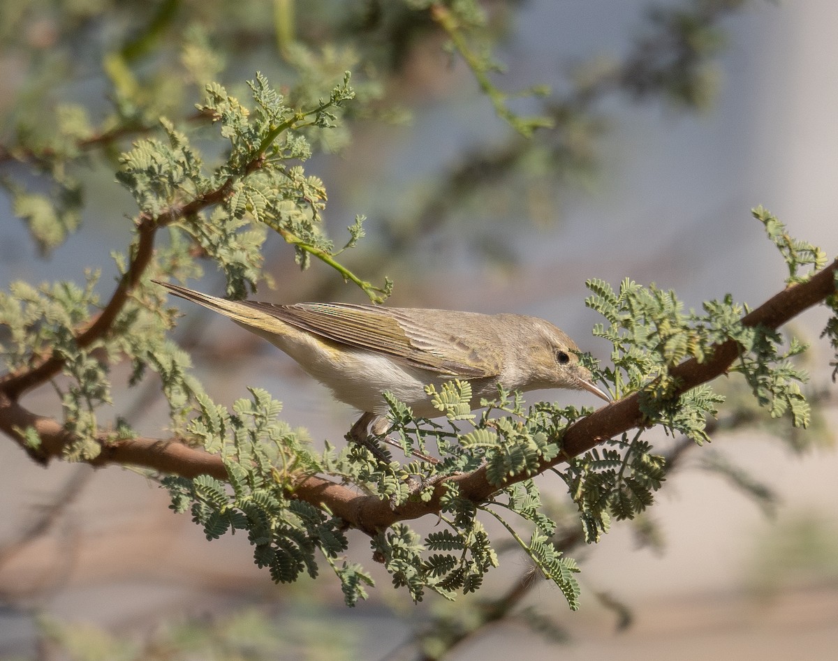 Eastern Bonelli's Warbler - ML639800683
