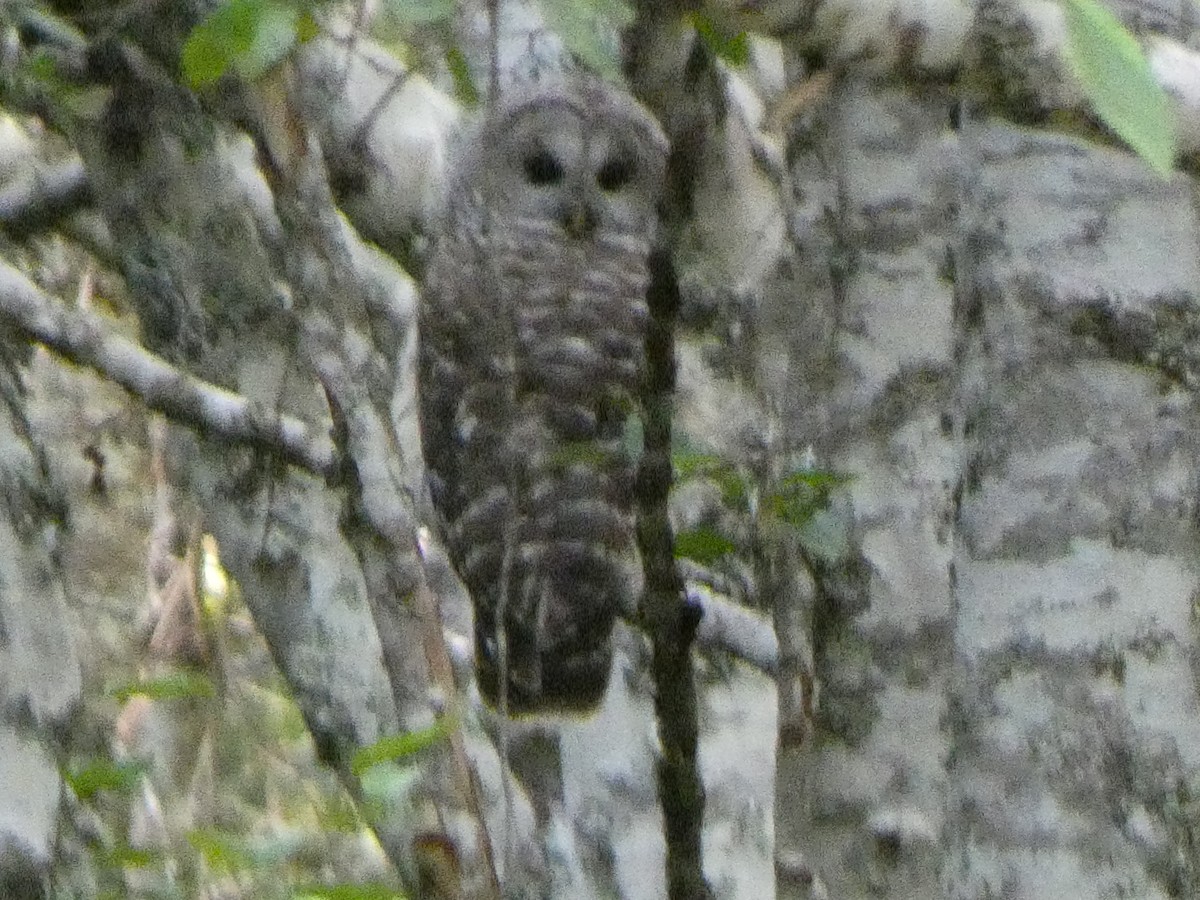 Barred Owl - ML639800685