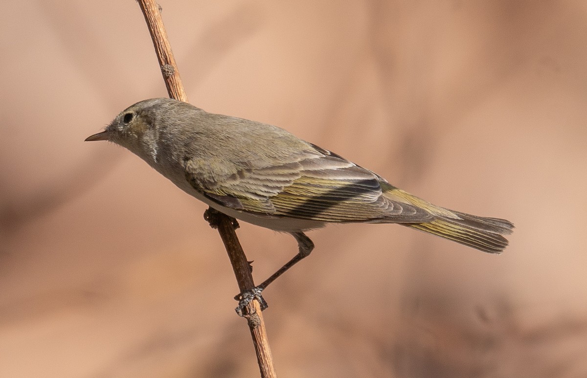 Eastern Bonelli's Warbler - ML639800686