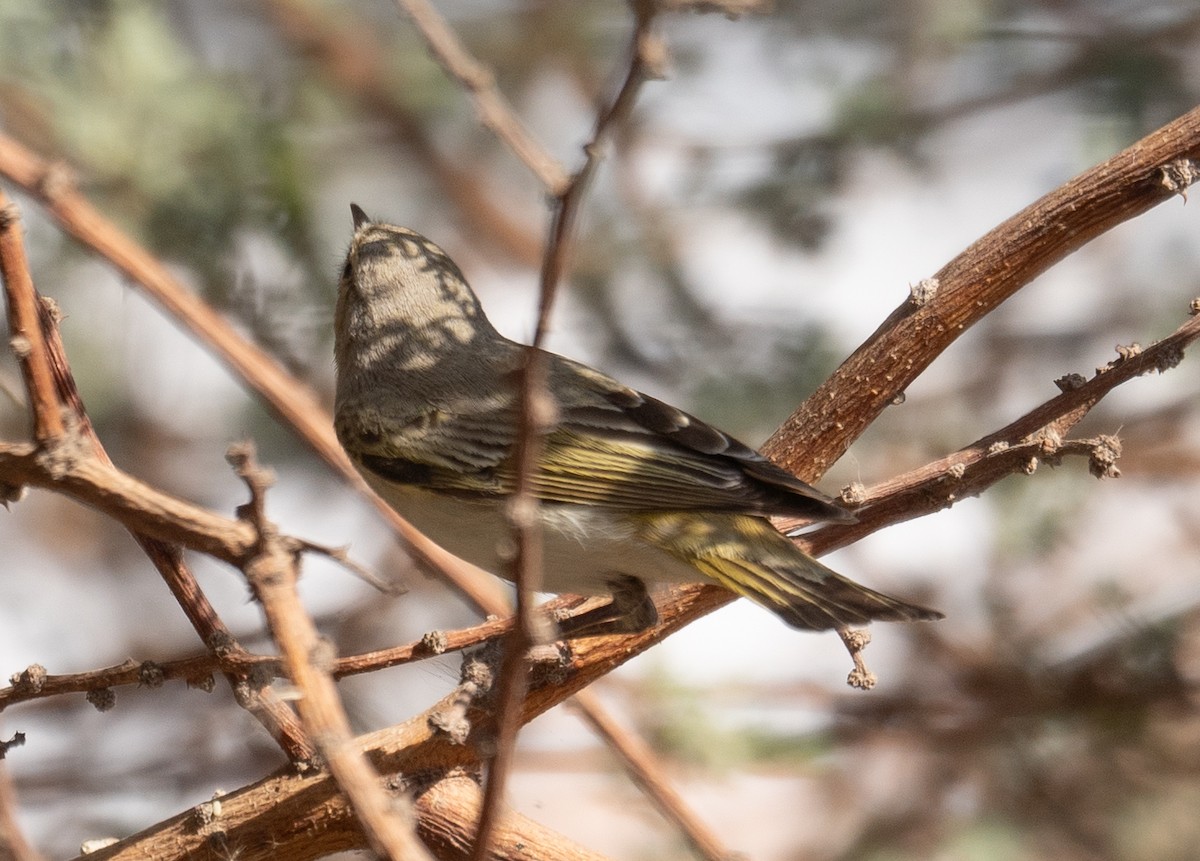 Eastern Bonelli's Warbler - ML639800687
