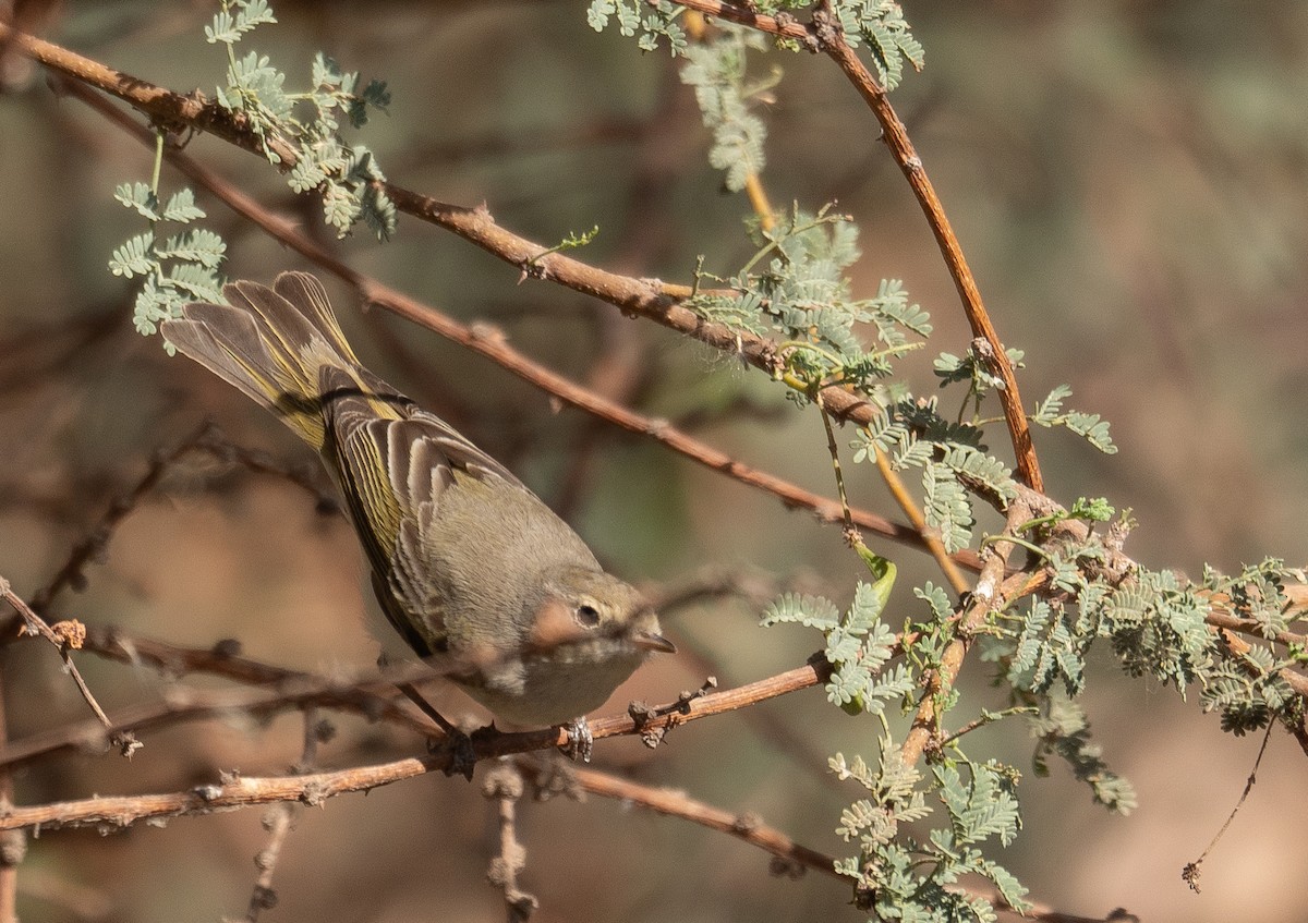 Eastern Bonelli's Warbler - ML639800688