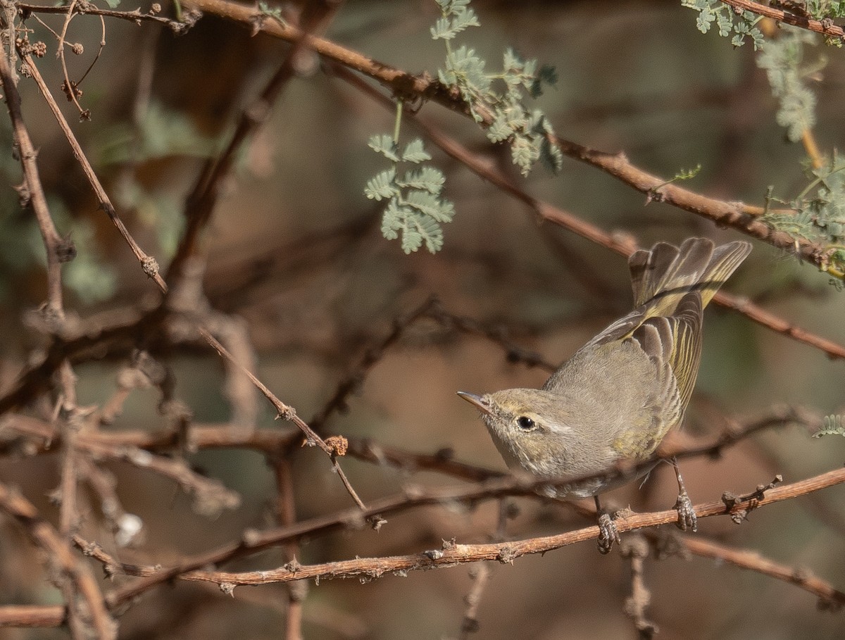 Eastern Bonelli's Warbler - ML639800689
