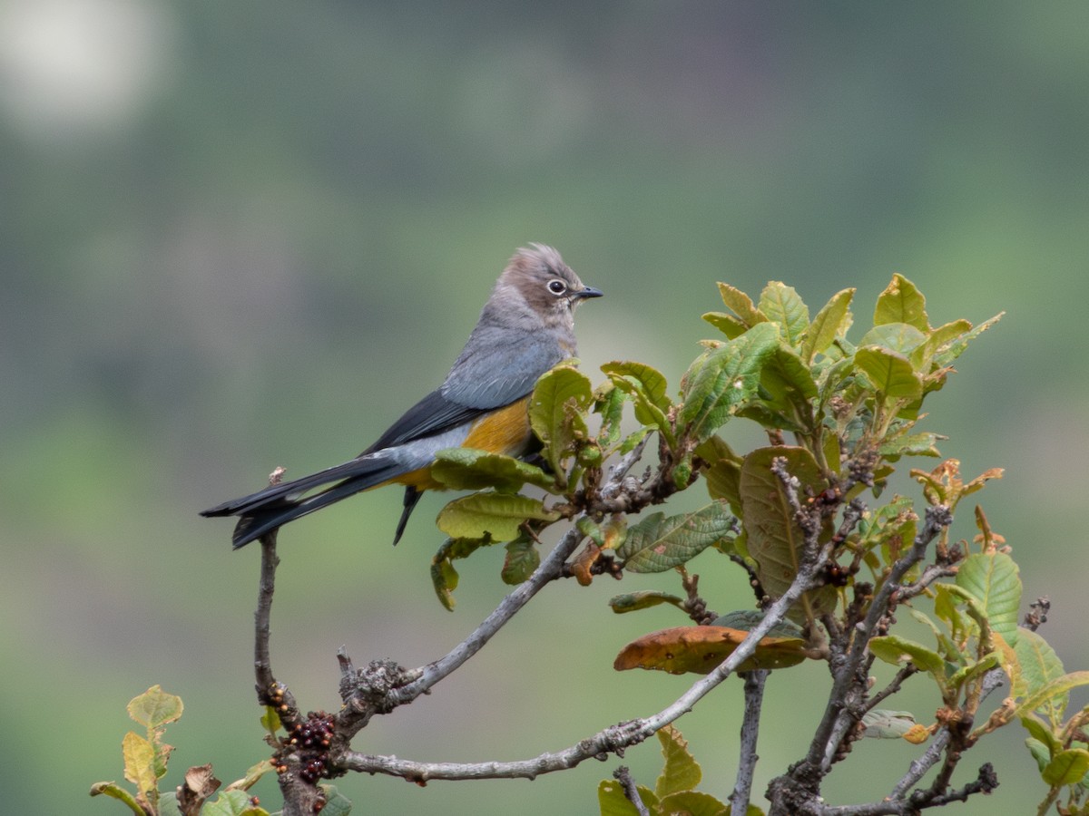 Gray Silky-flycatcher - ML639800695