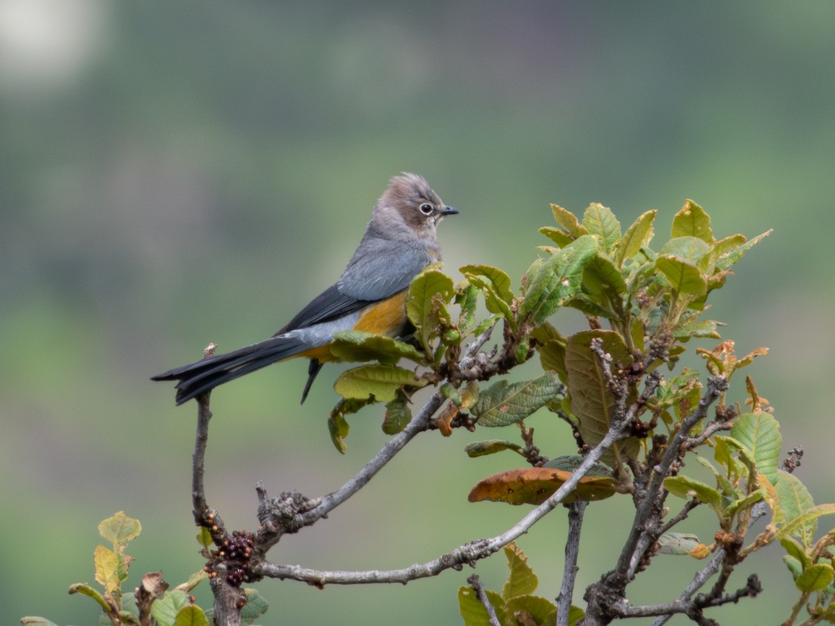 Gray Silky-flycatcher - ML639800696