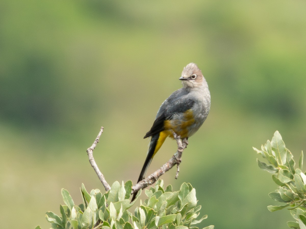 Gray Silky-flycatcher - ML639800697