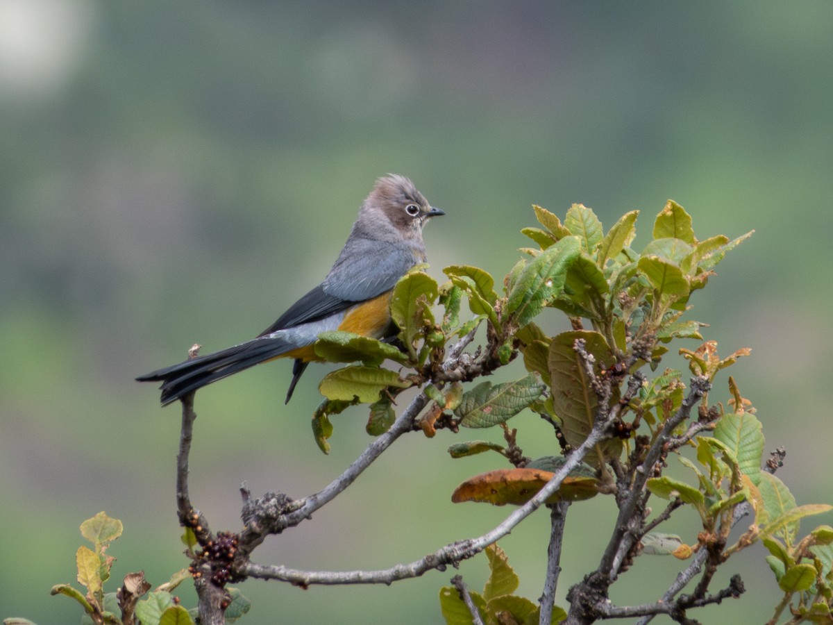 Gray Silky-flycatcher - ML639800698