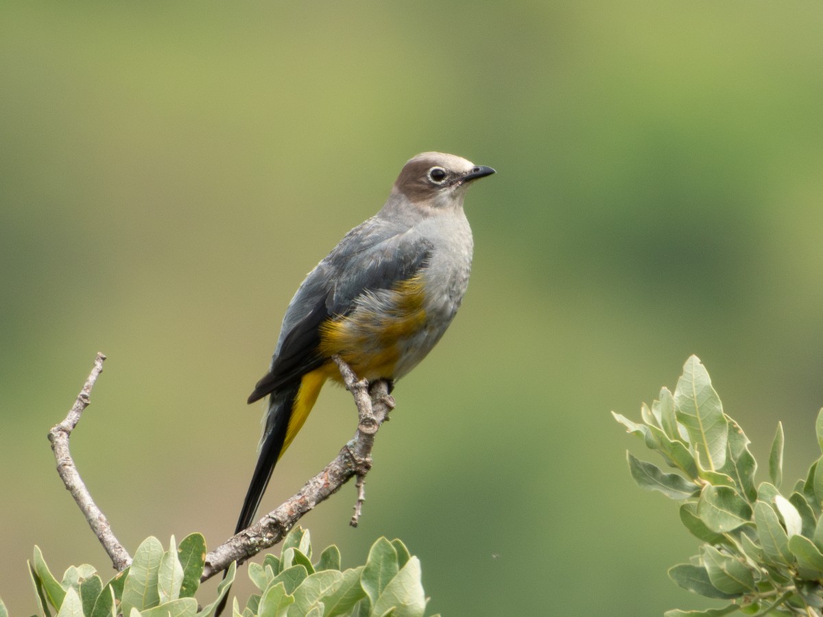 Gray Silky-flycatcher - ML639800699