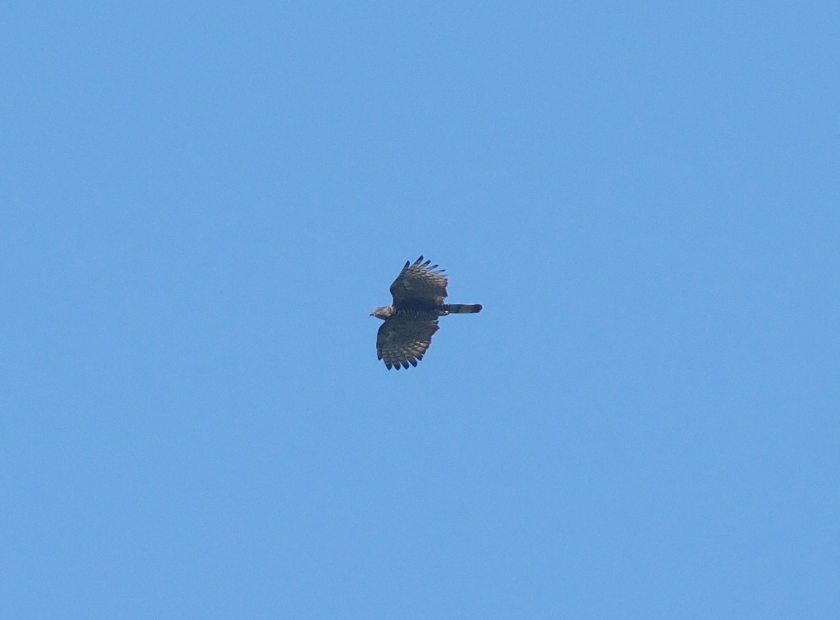 Sulawesi Honey-buzzard - ML639800755