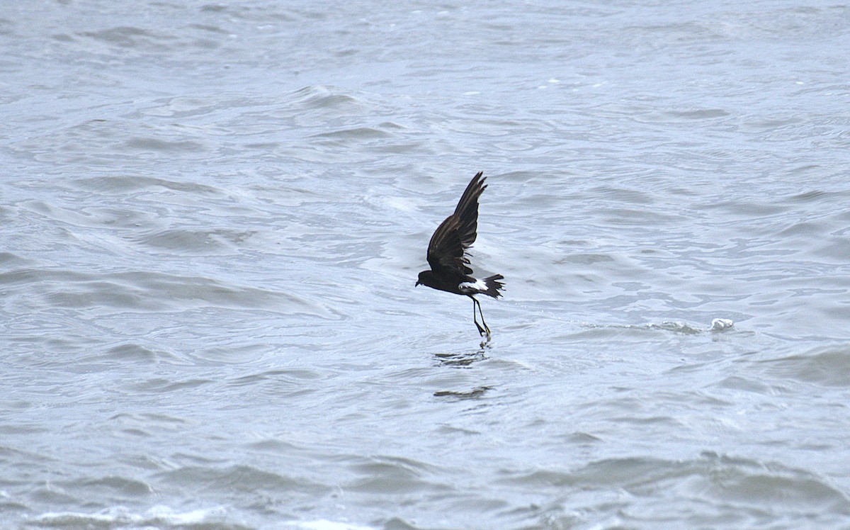Wilson's Storm-Petrel - ML639800756