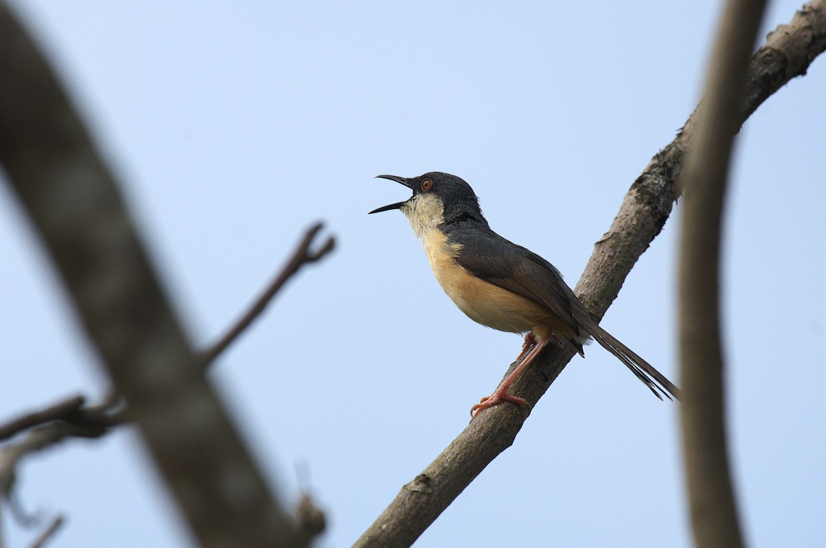 Ashy Prinia - ML639800759