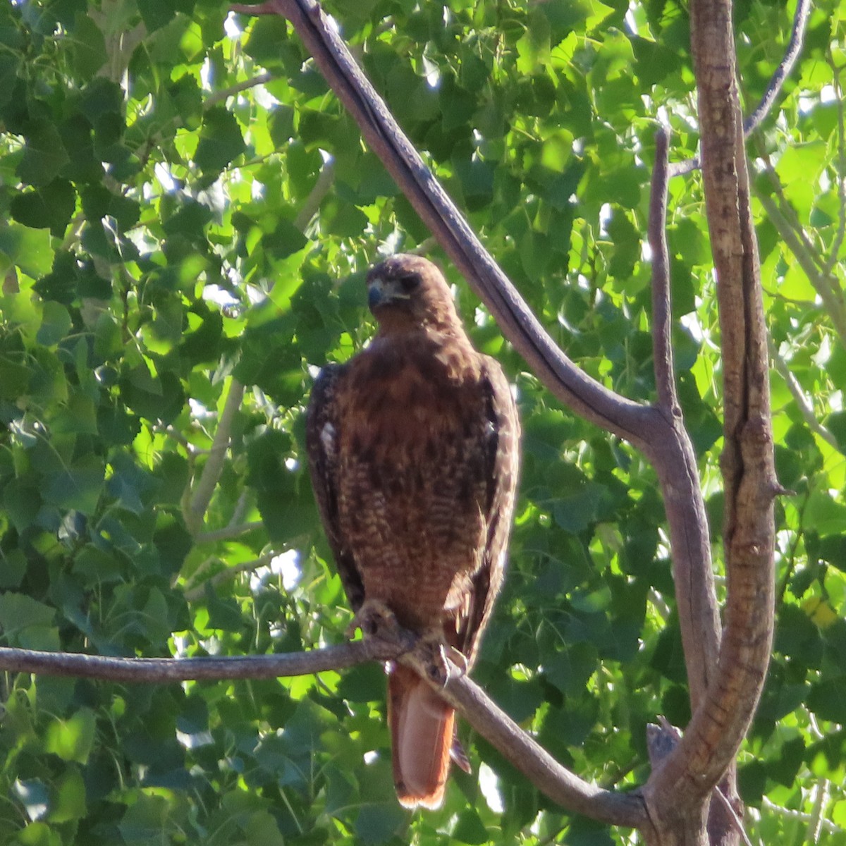 Red-tailed Hawk - ML639800760