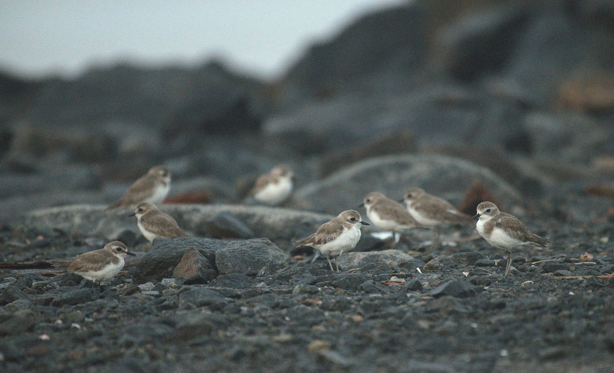 Tibetan Sand-Plover - ML639800771