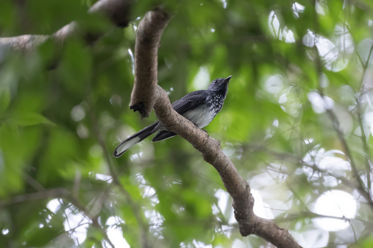 Spotted Fantail - ML639800812