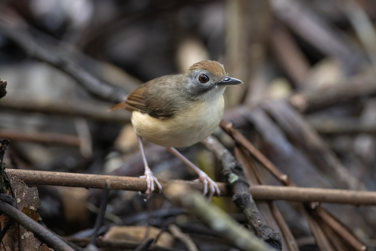 Short-tailed Babbler - ML639800849