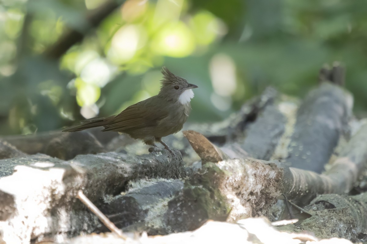 Penan Bulbul - ML639801001