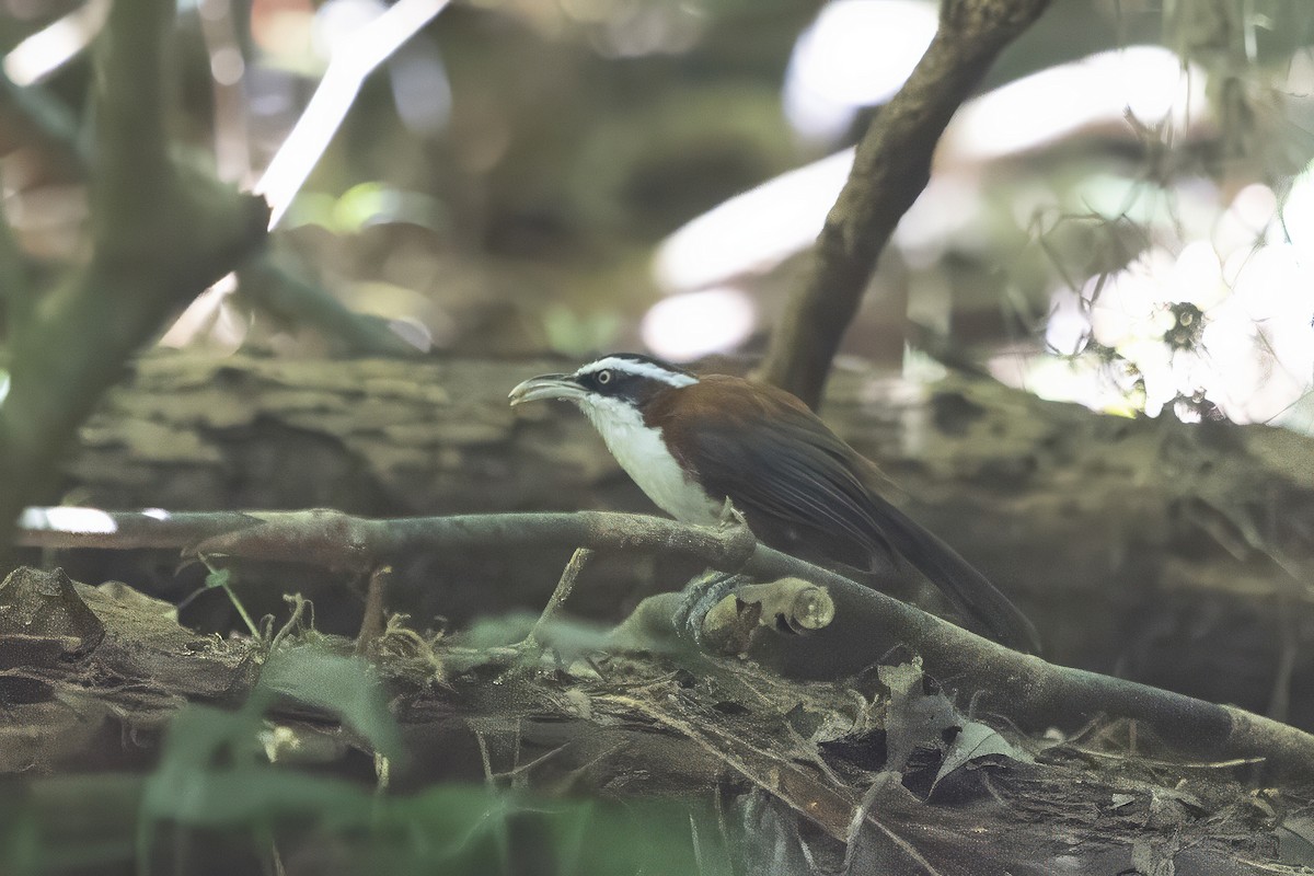 Sunda Scimitar-Babbler - ML639801003