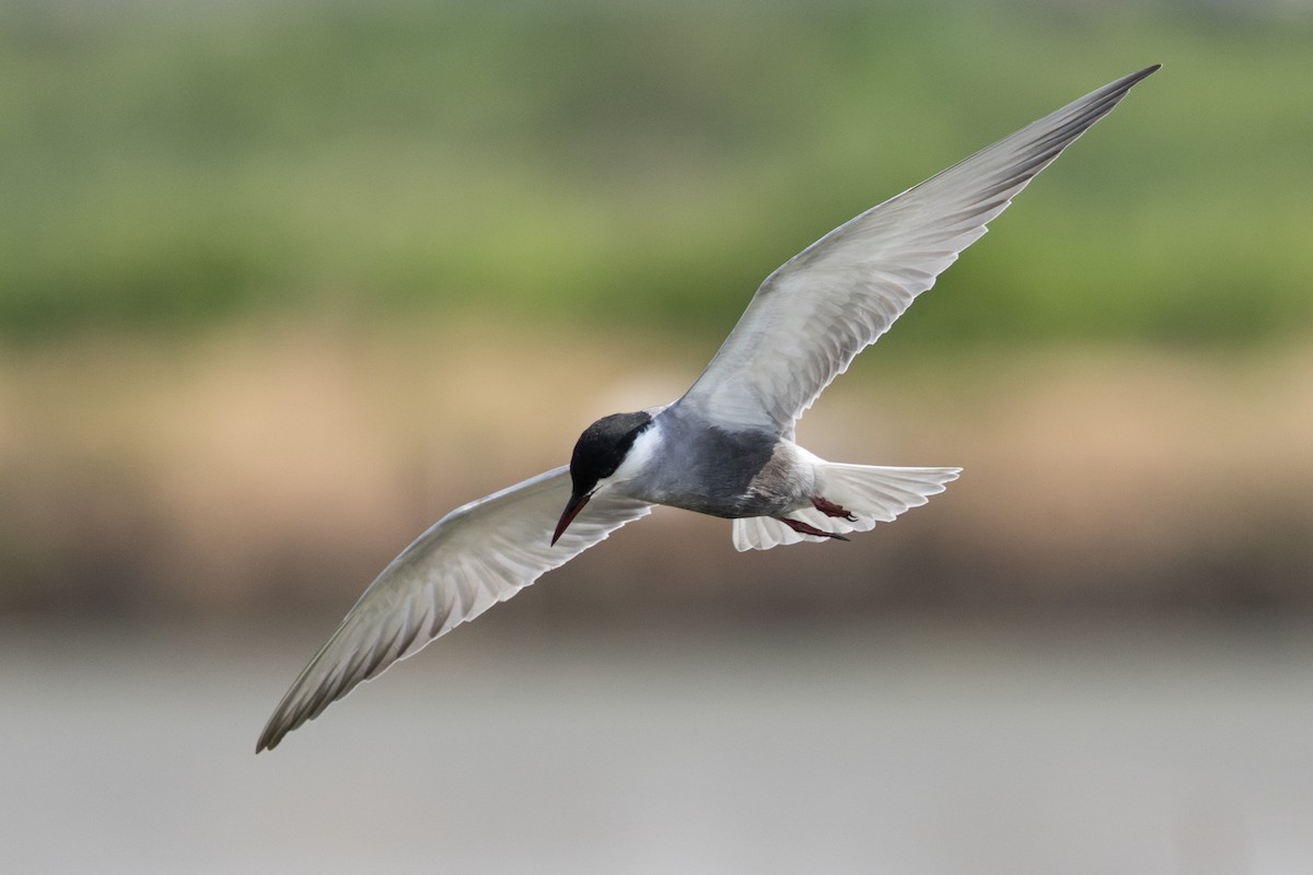 Whiskered Tern - ML639801033