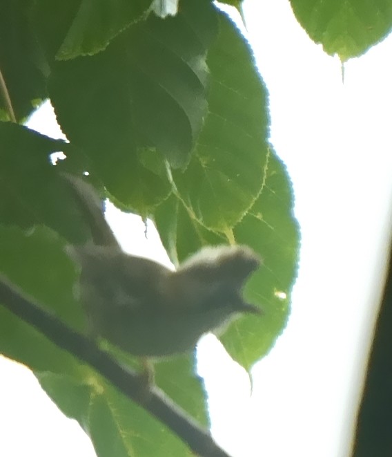 Yuhina Bigotuda - ML639801075