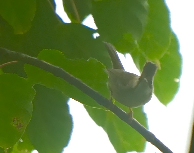 Yuhina Bigotuda - ML639801076
