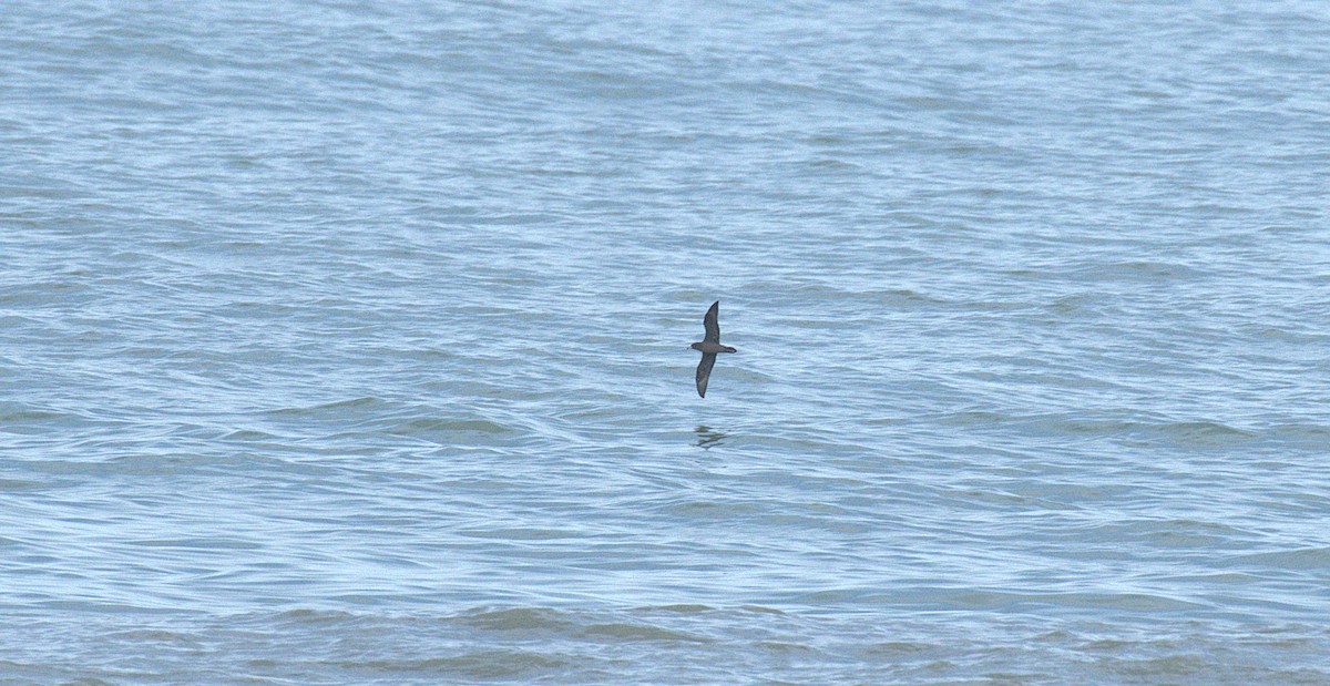 Flesh-footed Shearwater - ML639801092
