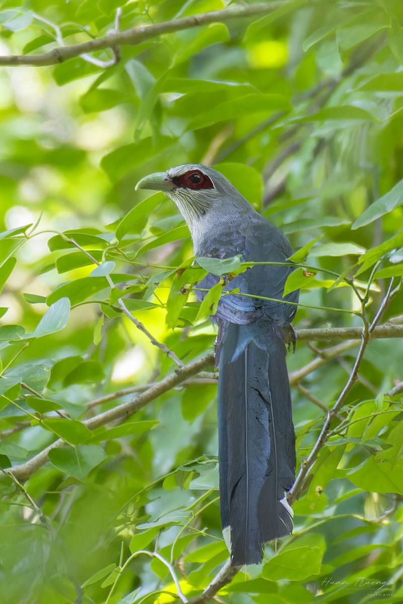 Green-billed Malkoha - ML639801110