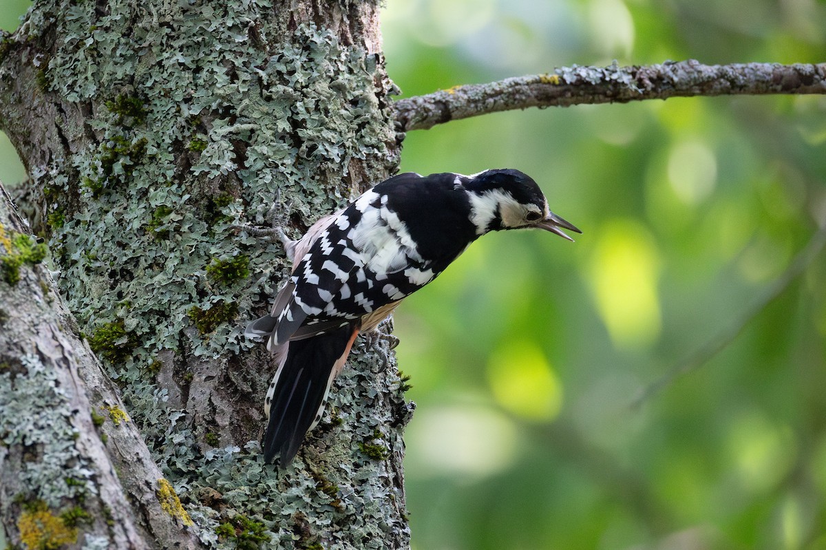 White-backed Woodpecker - ML639801118