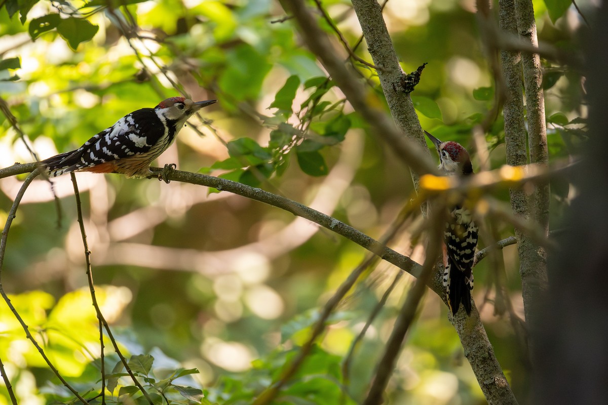 White-backed Woodpecker - ML639801121