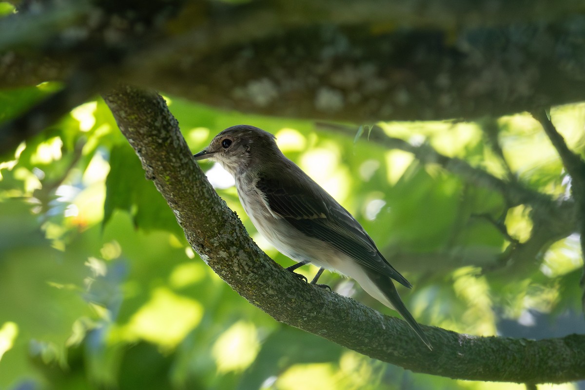 Spotted Flycatcher - ML639801129