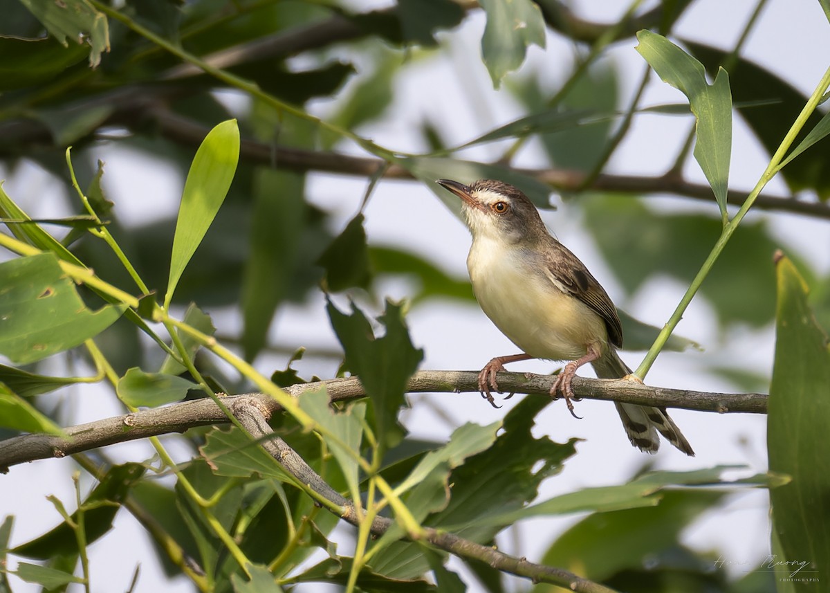 Plain Prinia - ML639801141