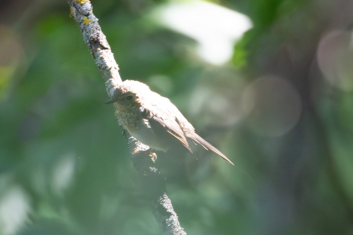 European Robin - ML639801143