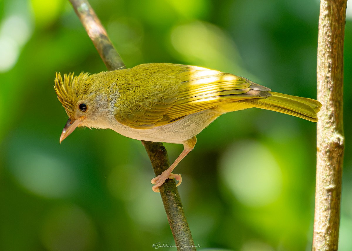 White-bellied Erpornis - ML639801189